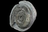 Jurassic Ammonite (Hildoceras) - England #81303-1